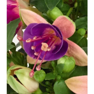 Compra FUCHSIA DIVA ROSE PURPLE (126 Plantas). en la tienda online Fito Agrícola