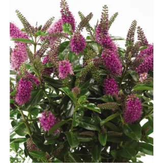 Compra HEBE PAULA (84 Plantas). en la tienda online Fito Agrícola