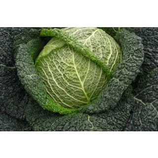 Compra COL CANTASA F1 Precisión ECOLÓGICA (10.000 Semillas). en la tienda online Fito Agrícola