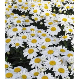 Compra LEUCANTHEMUM OH LA LA LAGRANDE (125 Plantas). en la tienda online Fito Agrícola