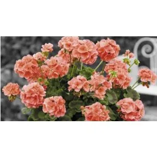 Compra GERANIO ZONALE TOSCANA TREND SALMON HV (125 Plantas). en la tienda online Fito Agrícola