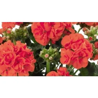 Compra GERANIO ZONALE TOSCANA SMART ORANGE (AURORA) HV (126 Plantas) en la tienda online Fito Agrícola