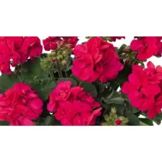 Compra GERANIO ZONALE TOSCANA CASTELLO NEON PURPLE HN (125 Plantas). en la tienda online Fito Agrícola