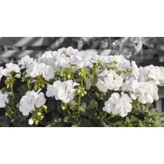 Compra GERANIO ZONALE TOSCANA CASTELLO WHITE HN (126 Plantas). en la tienda online Fito Agrícola