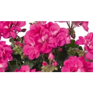 Compra GERANIO ZONALE TOSCANA DOLCE VITA LILAC HN (126 Plantas). en la tienda online Fito Agrícola