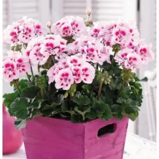 Compra GERANIO ZONALE TOSCANA DOLCE VITA PINK EYE HN (126 Plantas). en la tienda online Fito Agrícola