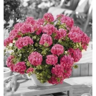 Compra GERANIO PELTATUM TOSCANA MEDIO PINK (ANA) (125 Plantas). en la tienda online Fito Agrícola