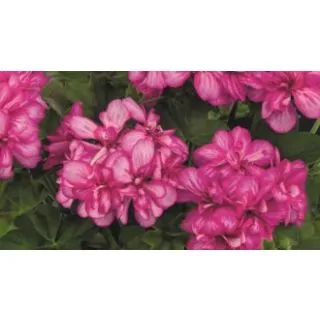 Compra GERANIO PELTATUM TOSCANA SUNFLAIR LOLLY CANDY (125 Plantas). en la tienda online Fito Agrícola