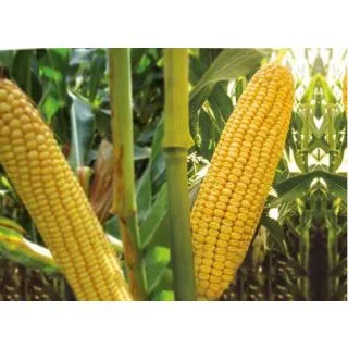 Compra MAÍZ OSIR Ciclo 200 (50.000 Semillas) en la tienda online Fito Agrícola