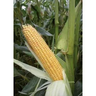 Compra MAÍZ PERSEO Ciclo 300 (50.000 Semillas) en la tienda online Fito Agrícola