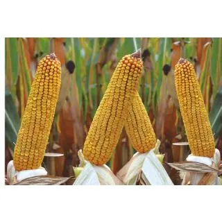 Compra MAÍZ SURREAL Ciclo 300 (50.000 Semillas) en la tienda online Fito Agrícola