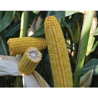 Compra MAÍZ YANGXI Ciclo 700 (50.000 Semillas) en la tienda online Fito Agrícola