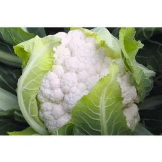 Compra COLIFLOR MEDAILLON F1 ECOLÓGICA Precisión (10.000 Semillas). en la tienda online Fito Agrícola