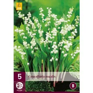 Compra CONVALLARIA MAJALIS en la tienda online Fito Agrícola