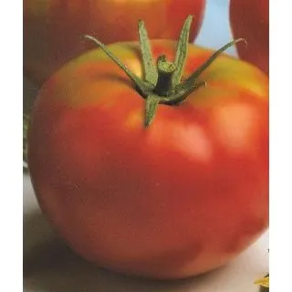 Compra TOMATE OPTIMA F1 Sin Tratar EPS247 en la tienda online Fito Agrícola