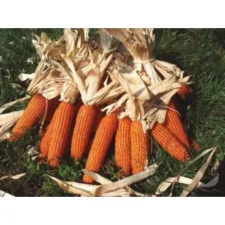 Compra MAÍZ ISH 302V Ciclo 300 (50.000 Semillas) en la tienda online Fito Agrícola