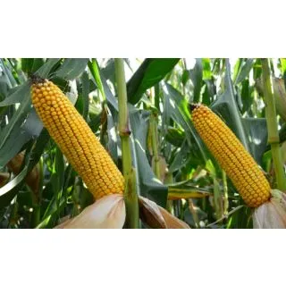 Compra MAÍZ ILLUSTRADO Ciclo 300-350 (50.000 Semillas). en la tienda online Fito Agrícola