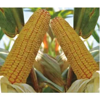 Compra MAÍZ SCOFF Ciclo 350 (50.000 Semillas) en la tienda online Fito Agrícola