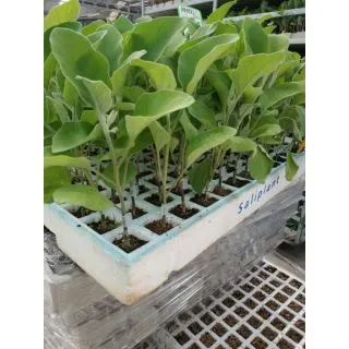 Compra BERENJENA SHAKIRA F-1 Injertada EPS104 en la tienda online Fito Agrícola