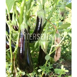 Compra BERENJENA LUNGA 3 ECOLÓGICA (100 gr.). en la tienda online Fito Agrícola