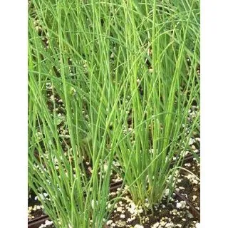 Compra CEBOLLINO MEDIO ECOLÓGICO (50 gr.). en la tienda online Fito Agrícola