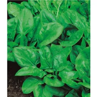 Compra ESPINACA MATADOR ECOLÓGICA (500 gr.). en la tienda online Fito Agrícola