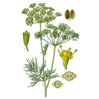 Compra ENELDO COMUN ECOLÓGICO (100 gr.). en la tienda online Fito Agrícola