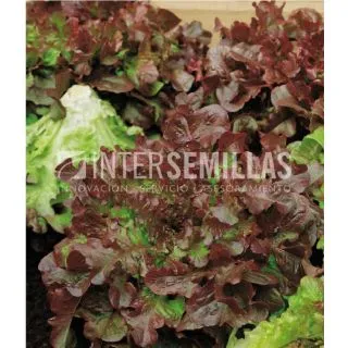 Compra LECHUGA RED SALAD BOWL ECOLÓGICA (100 gr.). en la tienda online Fito Agrícola