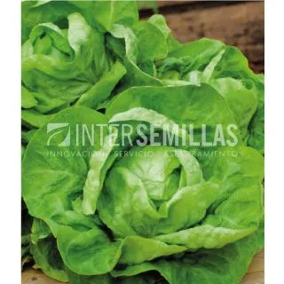 Compra LECHUGA REINA DE MAYO ECOLÓGICA (100 gr.). en la tienda online Fito Agrícola