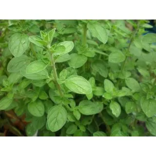 Compra ORÉGANO ECOLÓGICO (50 gr.) en la tienda online Fito Agrícola