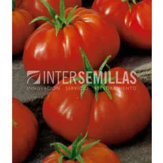 Compra TOMATE MUCHAMIEL ECOLÓGICO (10 gr.). en la tienda online Fito Agrícola