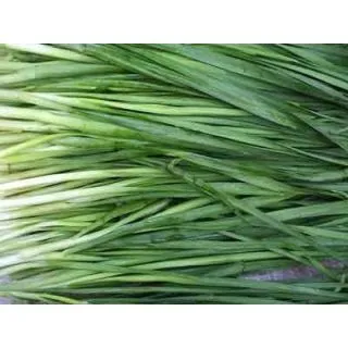 Compra CEBOLLINO CHINO (100 gr.). en la tienda online Fito Agrícola