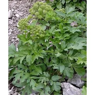 Compra ANGELICA ARCHANGELICA (50 gr.) en la tienda online Fito Agrícola