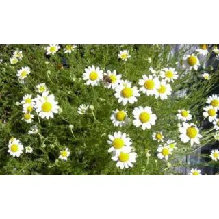 Compra MANZANILLA ROMANA NOBILIS (10 gr.). en la tienda online Fito Agrícola