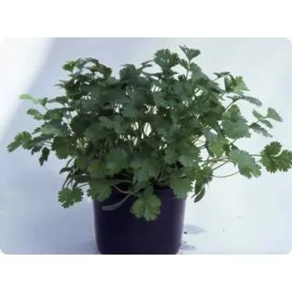 Compra CILANTRO 99057 (500 gr.). en la tienda online Fito Agrícola