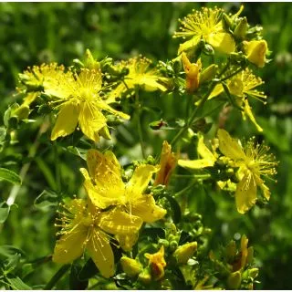 Compra HIERBA DE SAN JUAN o HIPÉRICO (50 gr.). en la tienda online Fito Agrícola