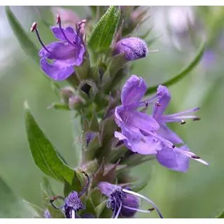 Compra HISOPO (50 gr. - Cerca de 50.000 Semillas). en la tienda online Fito Agrícola