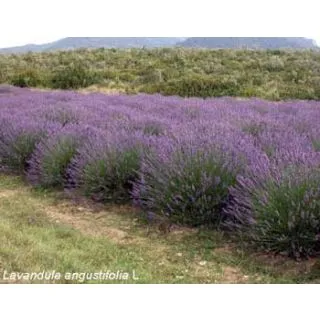 Compra LAVANDA ANGUSTIFOLIA VERA OFFICINALIS (10 gr.). en la tienda online Fito Agrícola