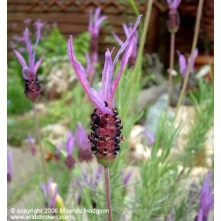 Compra LAVANDA STOECHAS PEDUNCULATA Cantueso pedunculado (1 Kgr.). en la tienda online Fito Agrícola