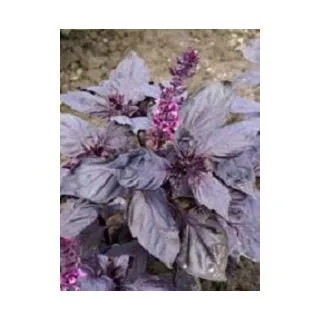 Compra ALBAHACA RUBI (50 gr.). en la tienda online Fito Agrícola