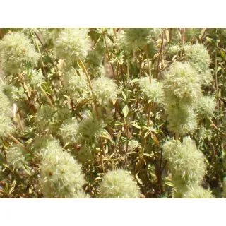 Compra TOMILLO BLANCO (10 gr.). en la tienda online Fito Agrícola