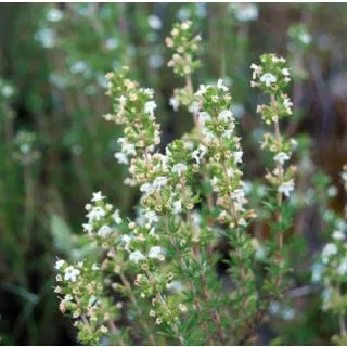 Compra TOMILLO SALSERO O TOMILLO ROJO (10 gr.). en la tienda online Fito Agrícola