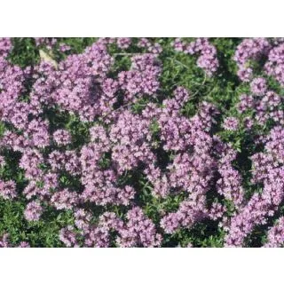 Compra SERPOL ORNAMENTAL (10 gr.). en la tienda online Fito Agrícola