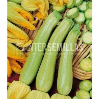 Compra CALABACÍN GENOVESE (500 gr.). en la tienda online Fito Agrícola