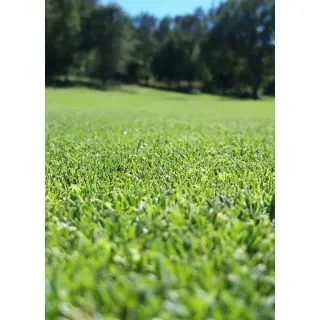 Compra CYNODON DACTYLON MONACO Pildorado (5 Kgr.). en la tienda online Fito Agrícola