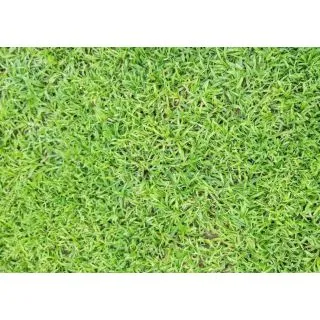 Compra HIERBA DURBAN LM (200 gr.). en la tienda online Fito Agrícola