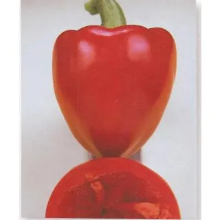 Compra PIMIENTO ALAR F1 (1.000 Semillas) en la tienda online Fito Agrícola