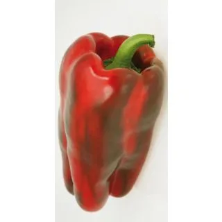 Compra PIMIENTO BALZAC F1 (1.000 Semillas) en la tienda online Fito Agrícola