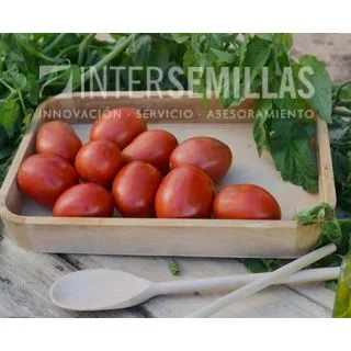 Compra TOMATE DIEZMIL97 F1 (1000 Semillas). en la tienda online Fito Agrícola