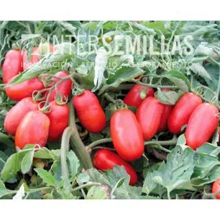 Compra TOMATE GLADIS F-1 (1000 Semillas). en la tienda online Fito Agrícola